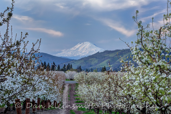 Orchard bloom
